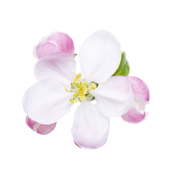 Globuli Bachblüte Nr. 10, CRAB APPLE, 10 Gramm